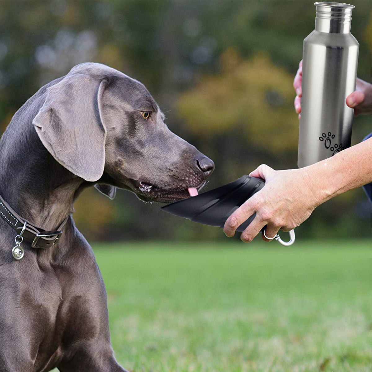 Fin Cap Pet Travel Water Bottle in Stainless Steel, Large - Silver and Black